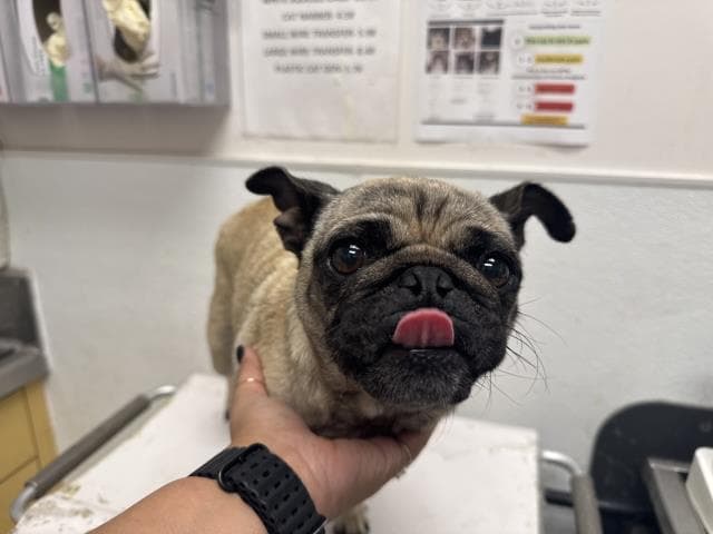 Francine - Pug