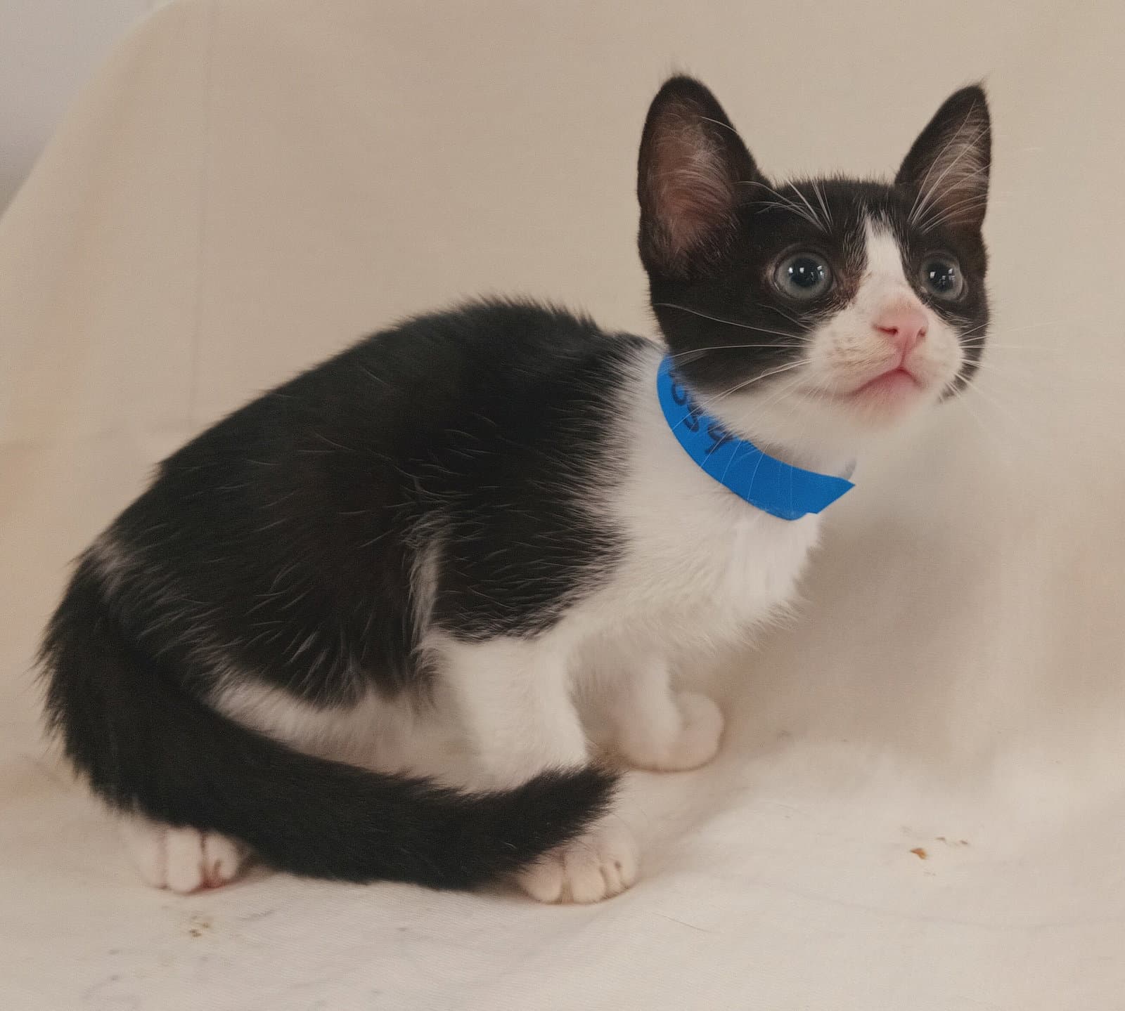 River - Domestic Short Hair