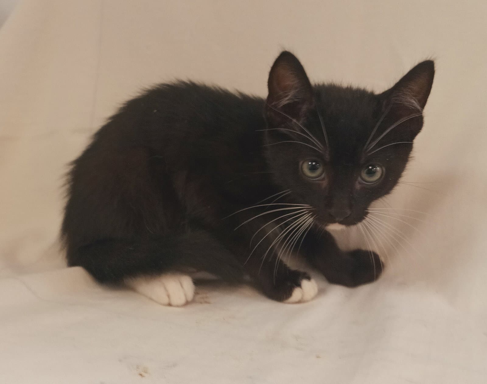 Moss - Domestic Short Hair