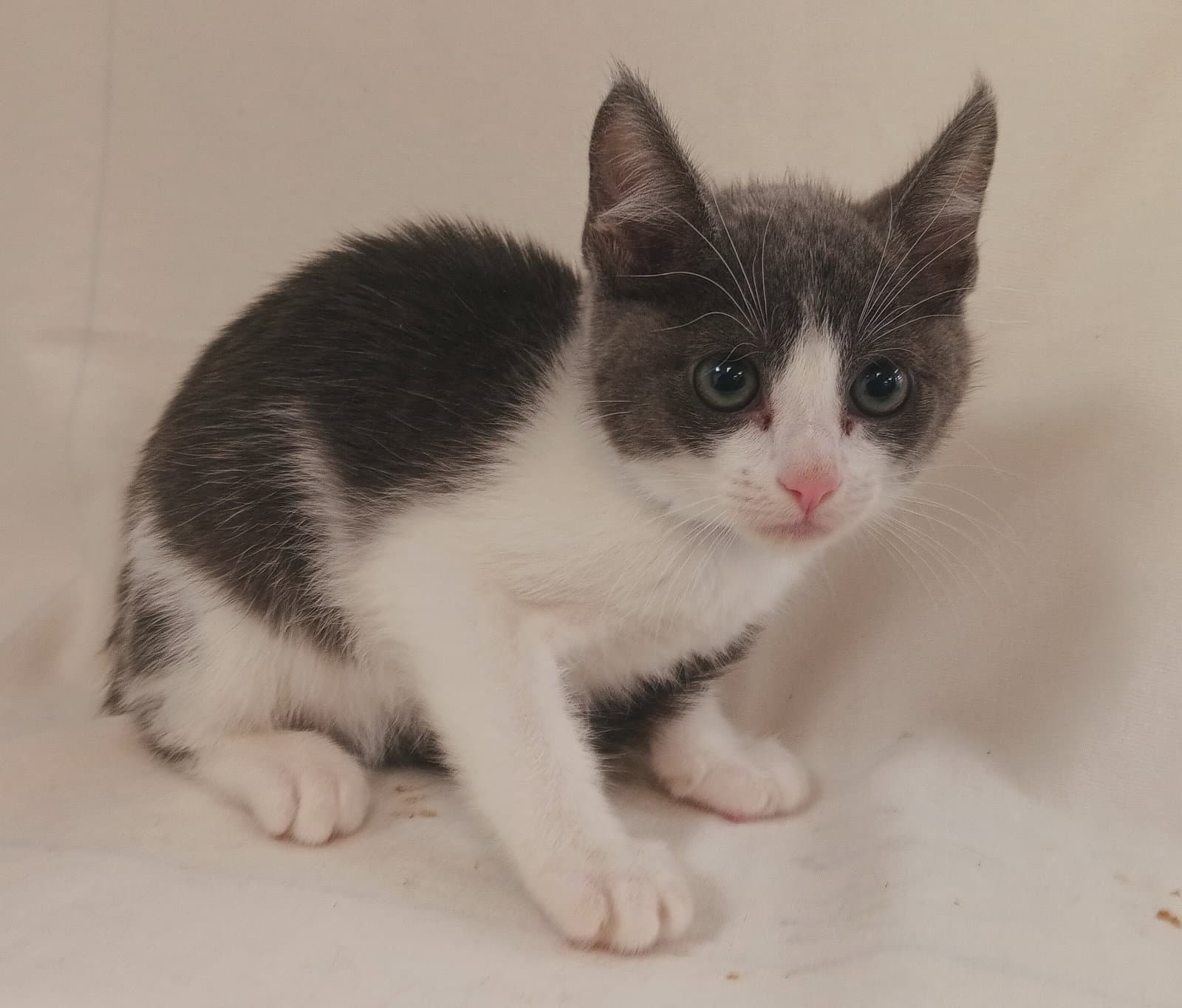 Maple - Domestic Short Hair