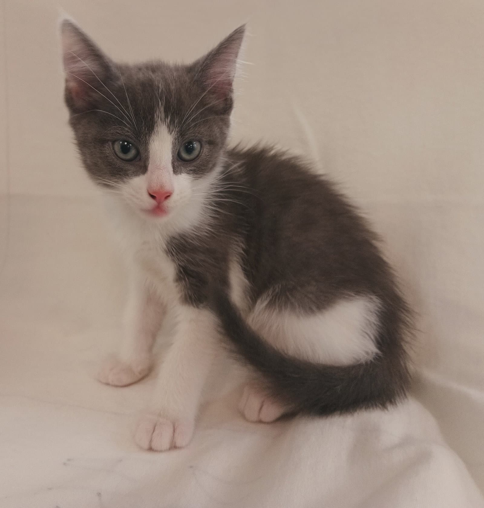 Noah - Domestic Short Hair