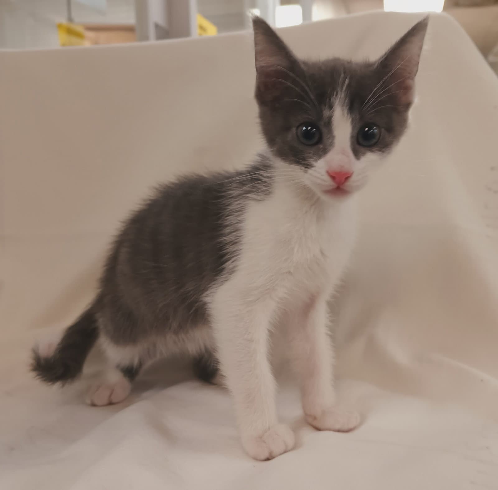 Nora - Domestic Short Hair
