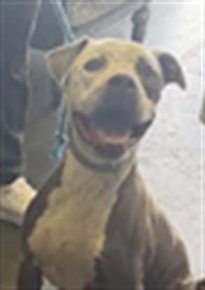 Royal - Pit Bull Terrier