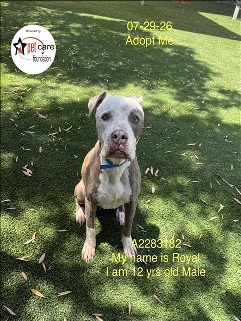 Royal - Pit Bull Terrier