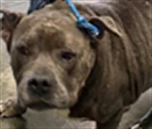 Dory - Pit Bull Terrier