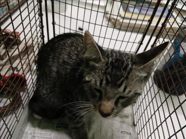 Unknown - Domestic Short Hair