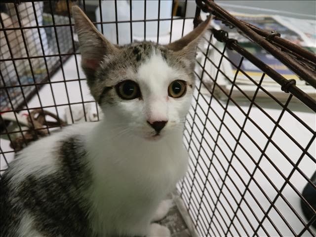 Unknown - Domestic Short Hair
