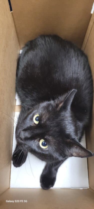 Unknown - Domestic Short Hair