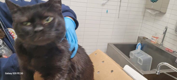 Unknown - Domestic Short Hair