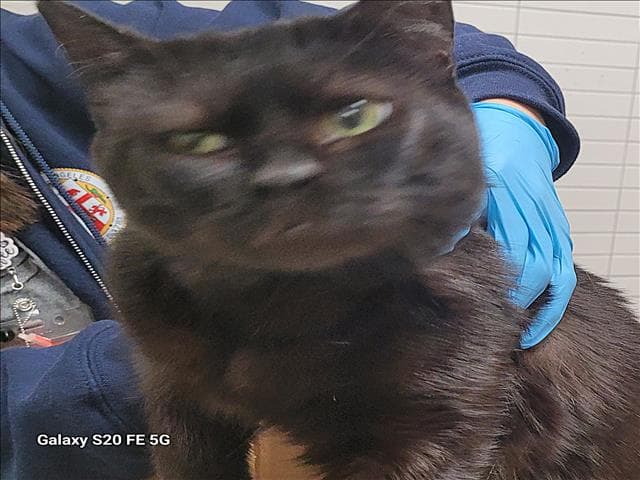 Unknown - Domestic Short Hair