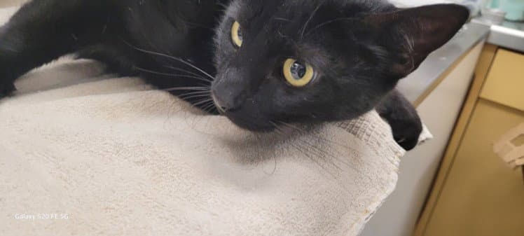 Unknown - Domestic Short Hair