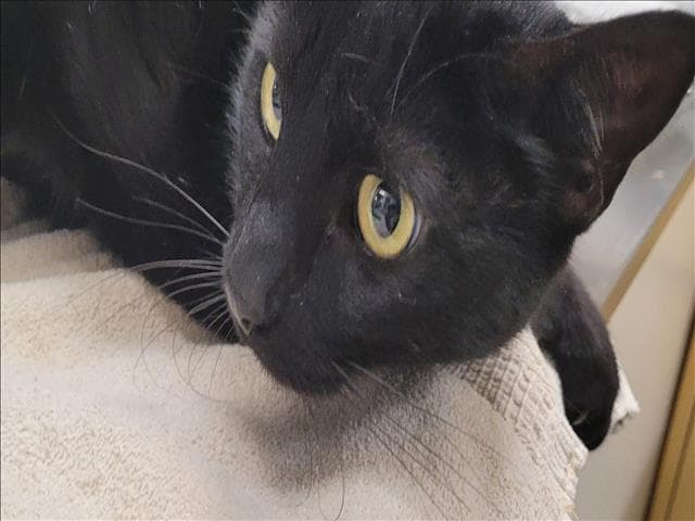 Unknown - Domestic Short Hair