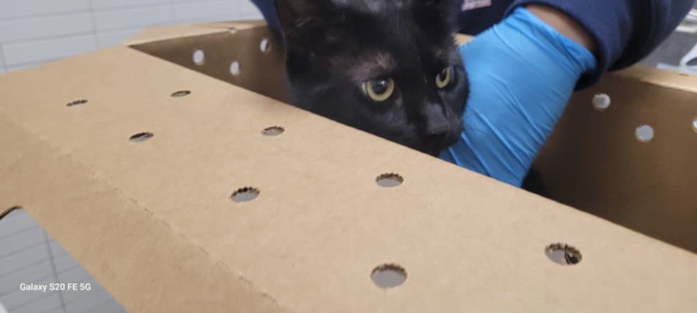Unknown - Domestic Short Hair