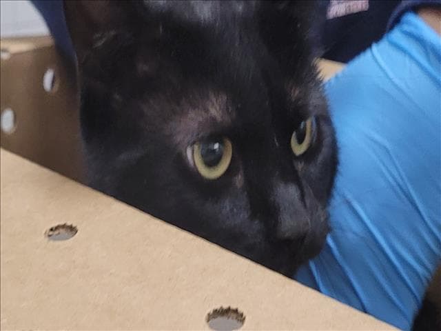 Unknown - Domestic Short Hair