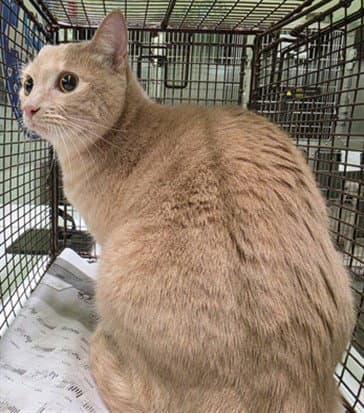 Unknown - Domestic Short Hair