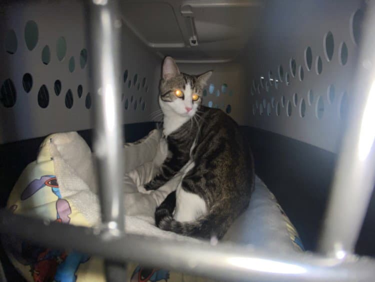 Pennell - Domestic Short Hair