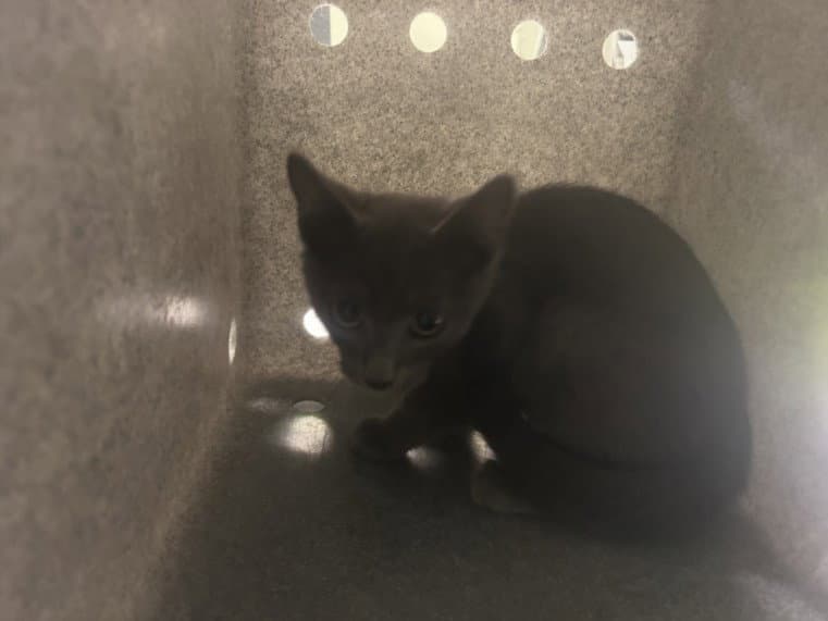 Kim - Domestic Short Hair