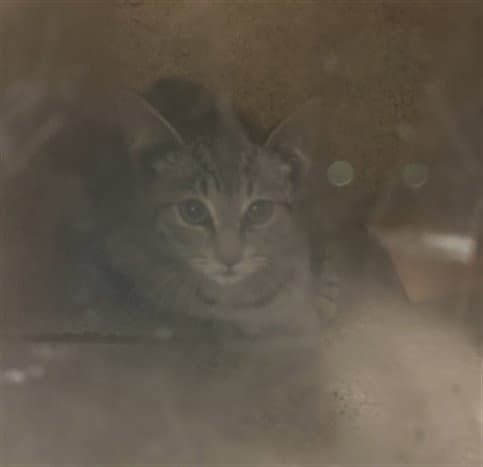 Unknown - Domestic Short Hair