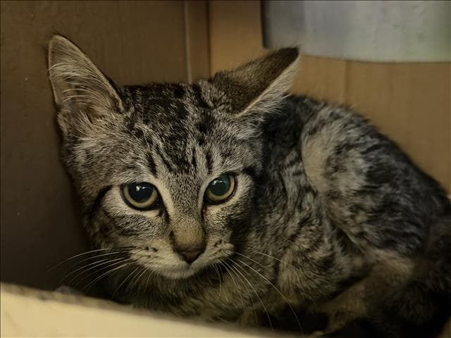 Unknown - Domestic Short Hair