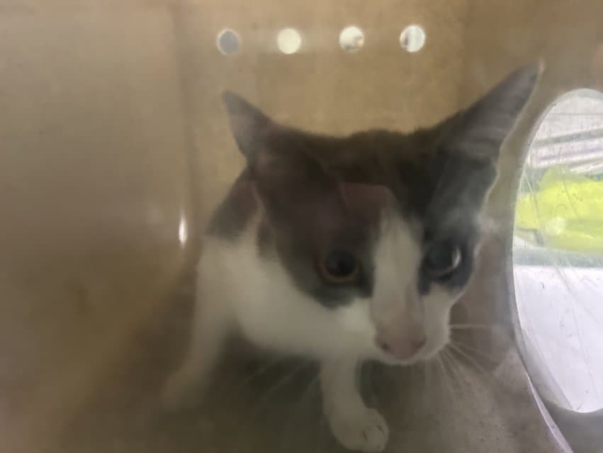 Haaland - Domestic Short Hair