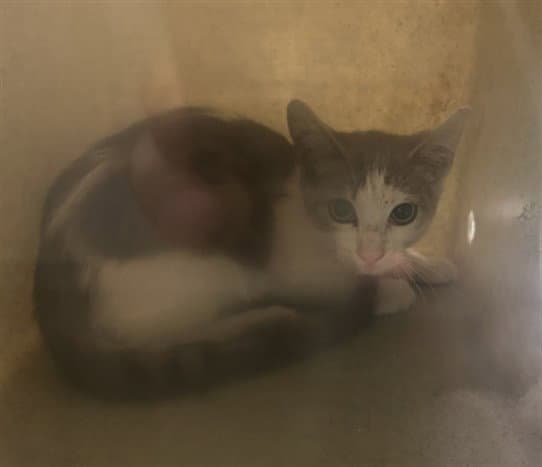 Alexia - Domestic Short Hair