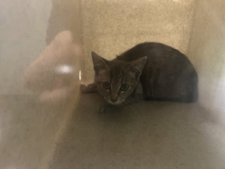 Ada - Domestic Short Hair