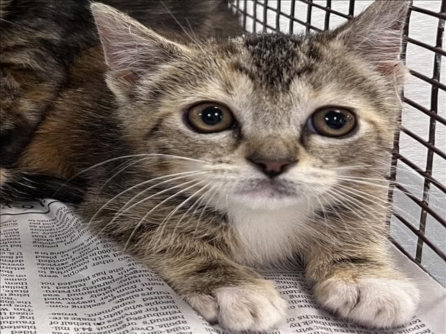 Unknown - Domestic Short Hair