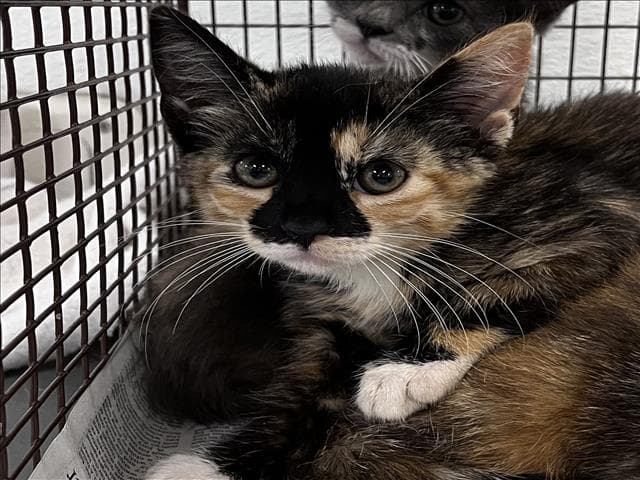 Unknown - Domestic Short Hair