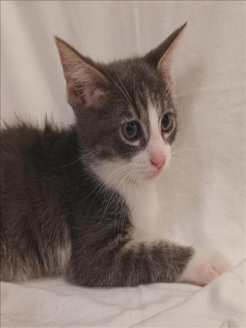 Bean - Domestic Short Hair