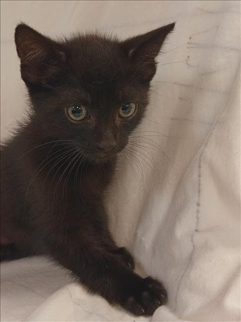 Mochi - Domestic Short Hair