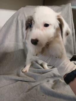 Lotti image 1