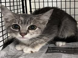 Tails image 1