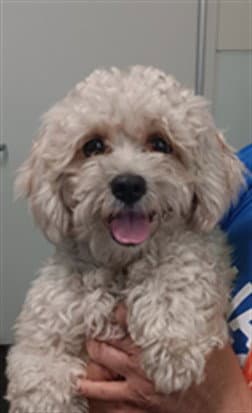 Blanca - Poodle (Miniature)