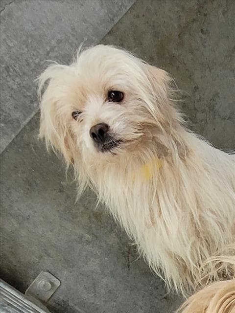 Unknown - Maltese