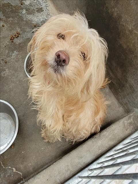 Pj - Maltese