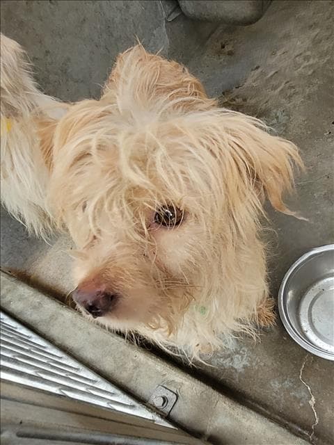 Stewart - Maltese