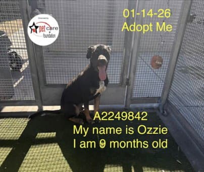 Ozzie - Labrador Retriever