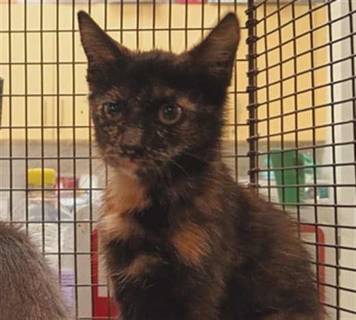 Pearl - Domestic Short Hair