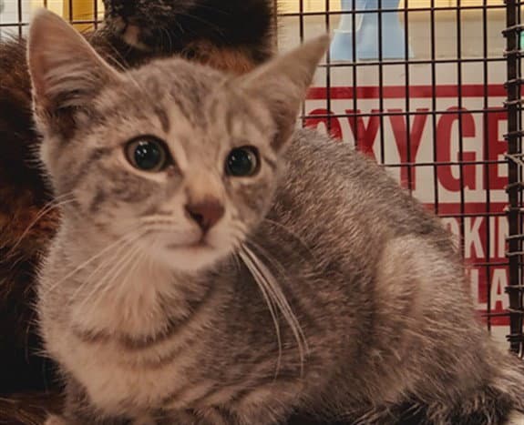 Clam - Domestic Short Hair