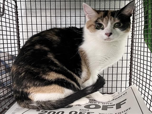 Molly - Domestic Short Hair