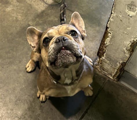 Cha-Cha - French Bulldog