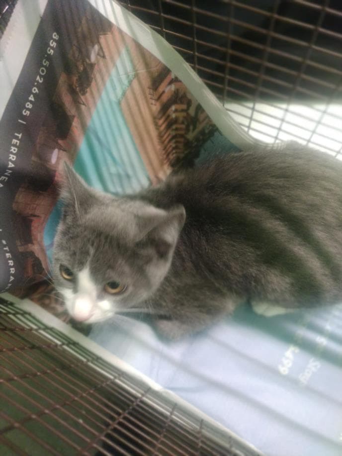 Unknown - Domestic Short Hair