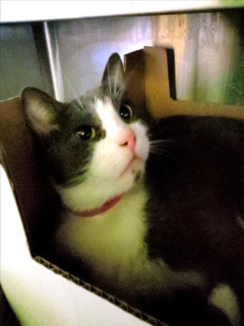 Unknown - Domestic Short Hair