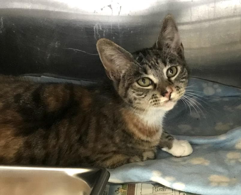 Rain - Domestic Short Hair