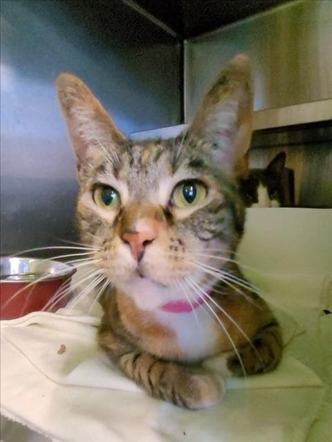 Rain - Domestic Short Hair