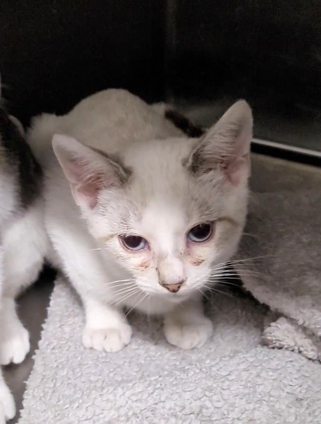 Unknown - Domestic Short Hair