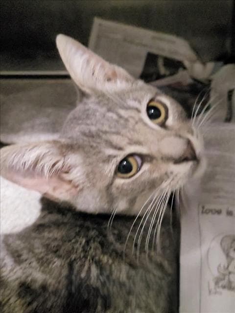 Unknown - Domestic Short Hair