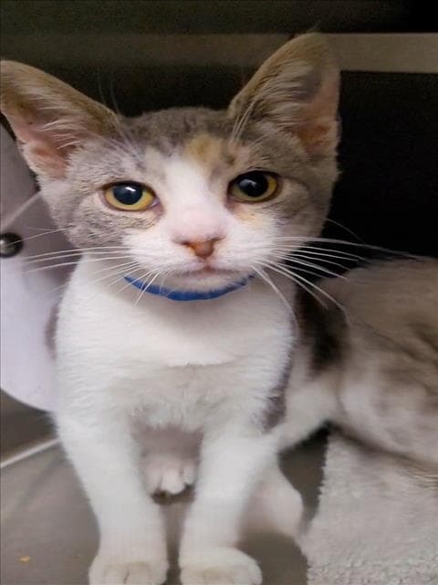 Unknown - Domestic Short Hair