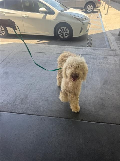 Ana - Poodle (Standard)