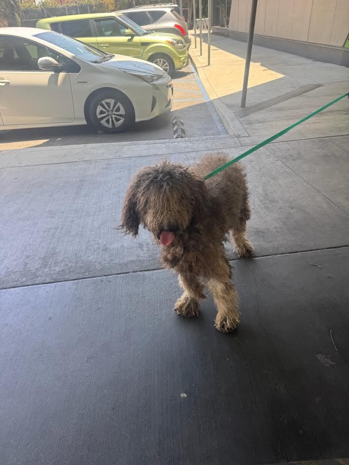 Chocholate - Poodle (Standard)
